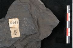 Foto (Detailansicht) von Callipteris sp.  (NHMW-GEO-2024-0188-10911)
